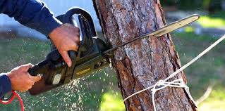 Trusted Adel, IA Tree Care Services Experts