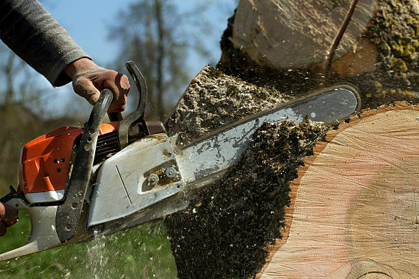 Best Fruit Tree Pruning  in Adel, IA